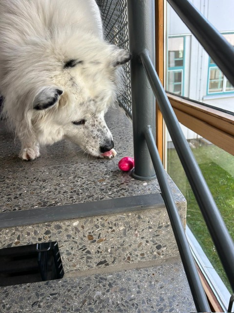 04a9e75c-488c-402d-9715-6e76f8a8ba1c